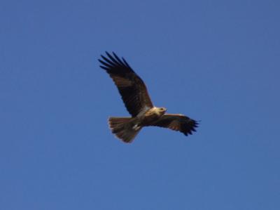 Osprey b.jpg