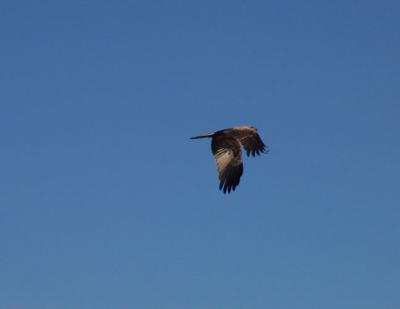 Osprey c.jpg