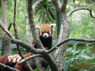 red panda a.jpg