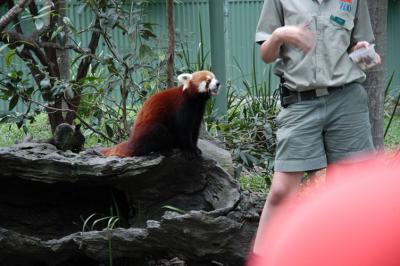 red panda b.jpg