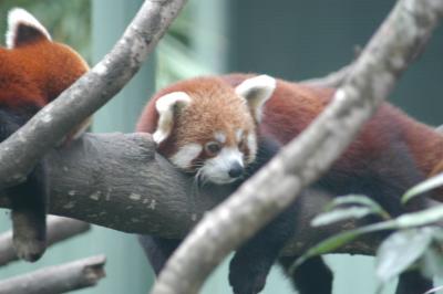 red panda c.jpg