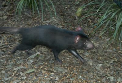 Tazmanian Devil a.jpg