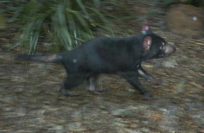 Tazmanian Devil b.jpg