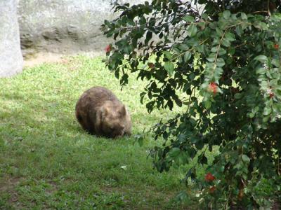 wombat a.jpg
