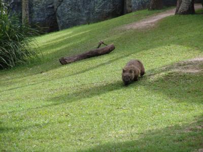 wombat b.jpg