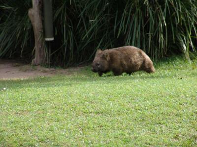 wombat c.jpg