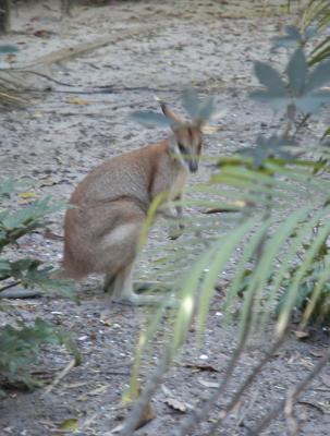 Kangaroo 01.jpg