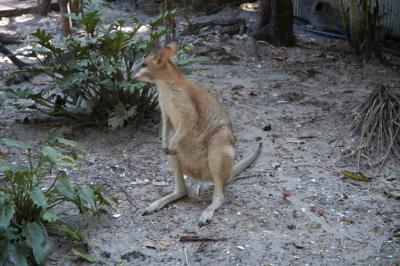 kangaroo 02.jpg
