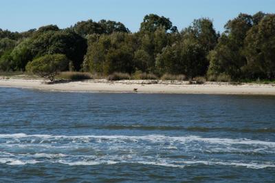 Kangaroo on the beach 01.jpg