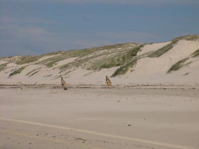kangaroos 04.jpg