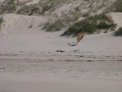 kangaroos 05.jpg