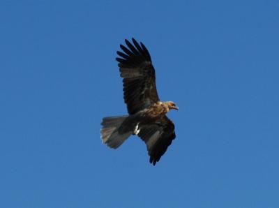 Osprey 01.jpg
