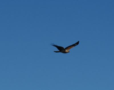 osprey 02.jpg
