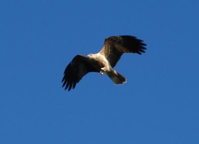 osprey 03.jpg