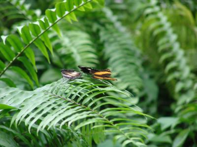 Kuranda Butterfly sanctuary 01.jpg