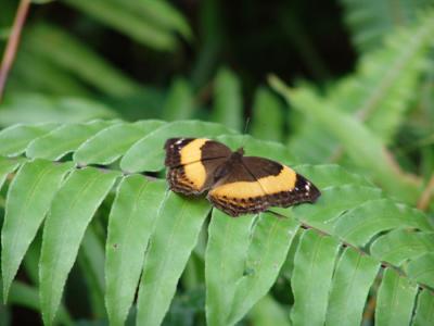 Kuranda butterfly sanctuary 02.jpg