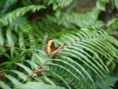 Kuranda butterfly sanctuary 03.jpg
