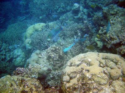 v3/16/290516/3/46547820.GreatBarrierReef19.jpg