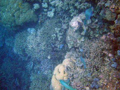 v3/16/290516/3/46547822.GreatBarrierReef20.jpg