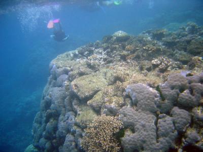 v3/16/290516/3/46547851.GreatBarrierReef21.jpg