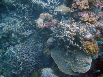v3/16/290516/3/46547855.GreatBarrierReef22.jpg