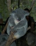 koala c.jpg