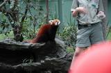 red panda b.jpg