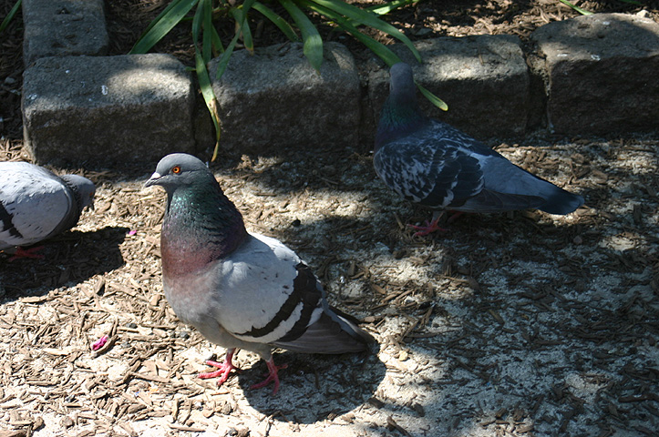 Copy of IMG_1373.JPG