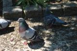 Copy of IMG_1373.JPG