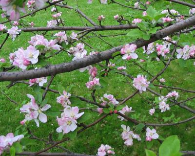v3/16/35316/3/47603197.NewFolder2Apple.jpg