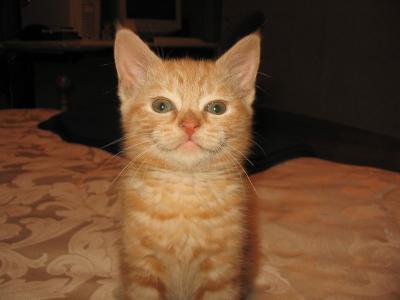 v3/16/35316/3/47603199.NewFolder2Ginger.jpg