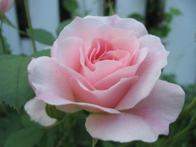v3/16/35316/3/47603202.NewFolder2Rose.jpg