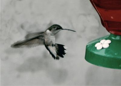 Hummingbirds