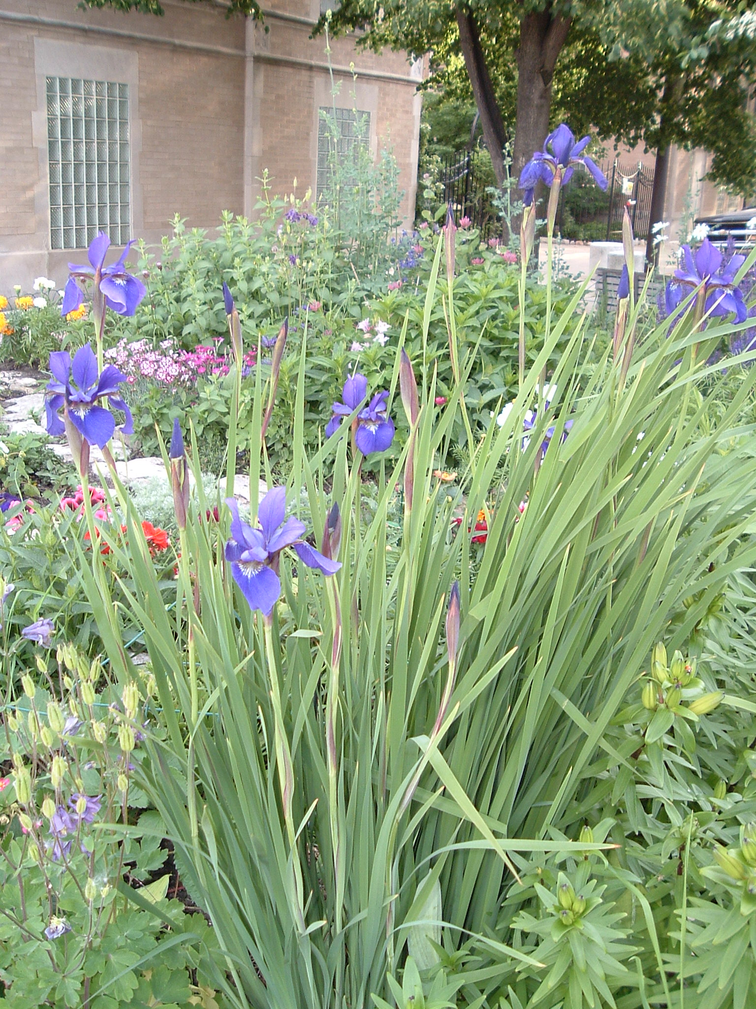 siberian iris