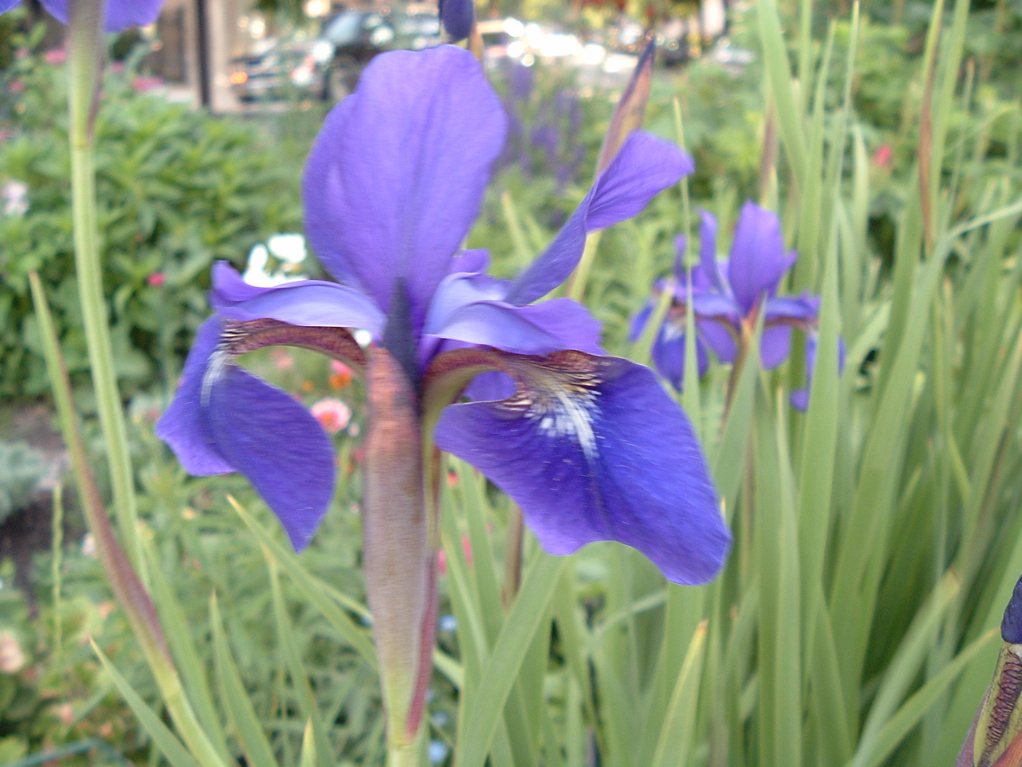 siberian iris