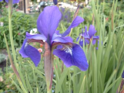 siberian iris