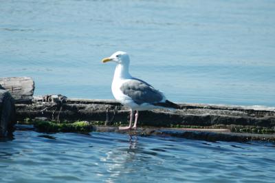 seagull