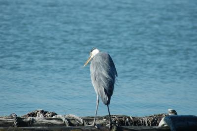 grey heron