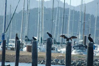 cormorants