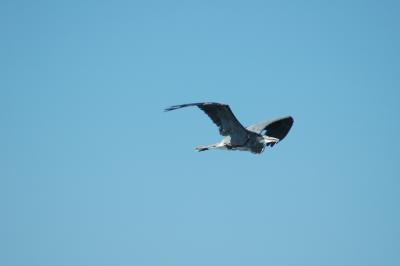 grey heron flying