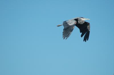 grey heron flying