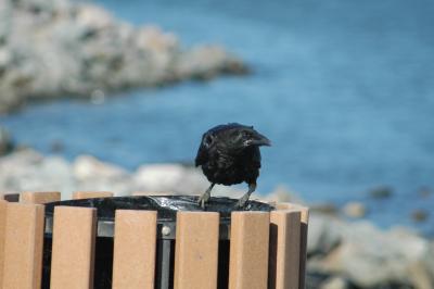 crow