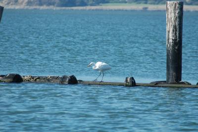 snowy egret