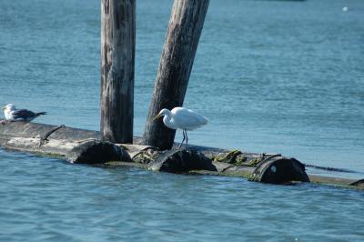 snowy egret