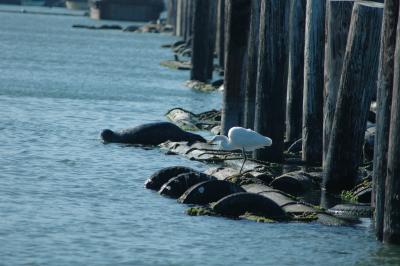 snowy egret and sea lion