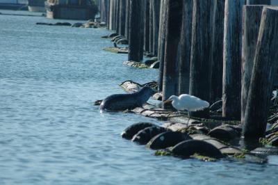 snowy egret and sea lion