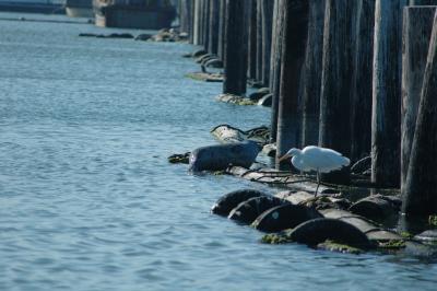 snowy egret and sea lion