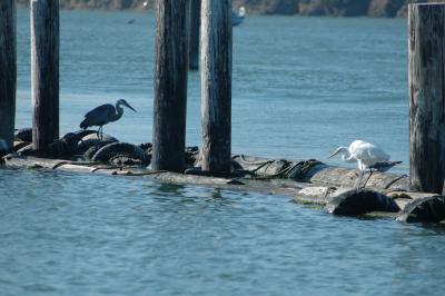 snowy egret and grey heron