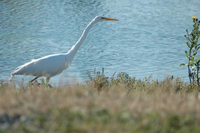 snowy egret
