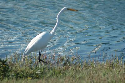 snowy egret